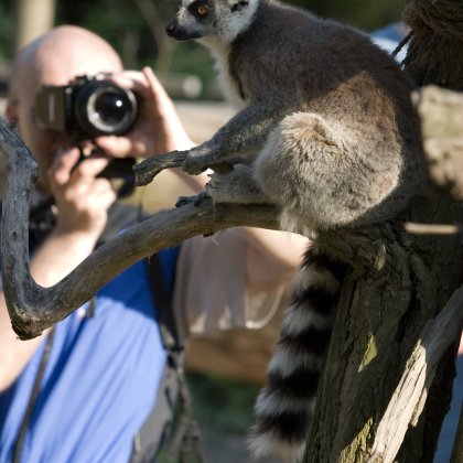 A man taking a picture of a lemur