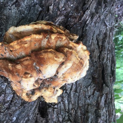Tree fungus growing on the stem of a tree